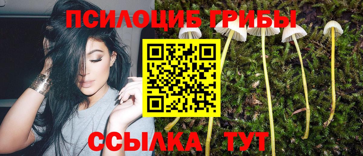 Галлюциногенные грибы Psilocybe  Вход с VPN  Киселёвск 